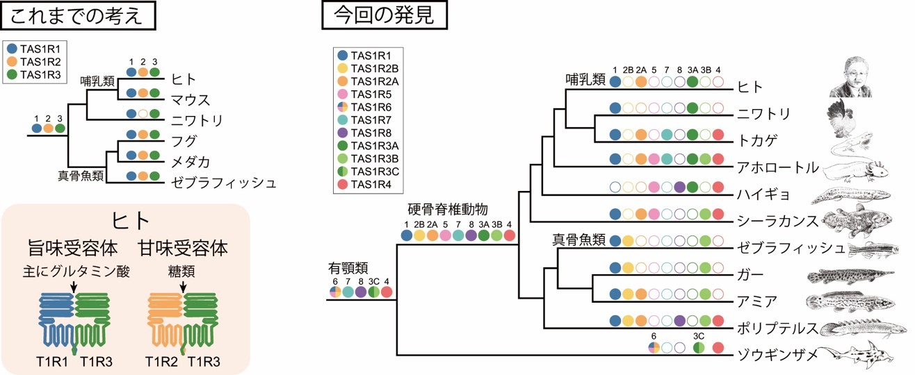 脊椎動物が極めて多様な味覚を持つことを発見 旨味と甘味の味覚の起源