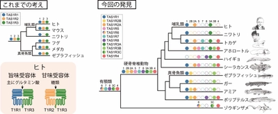 脊椎動物が極めて多様な味覚を持つことを発見　旨味と甘味の味覚の起源に迫る