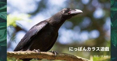 多彩なしぐさと表情にカラス愛がとまらない！！新刊『にっぽんカラス遊戯 スーパービジュアル版』5月6日発売！