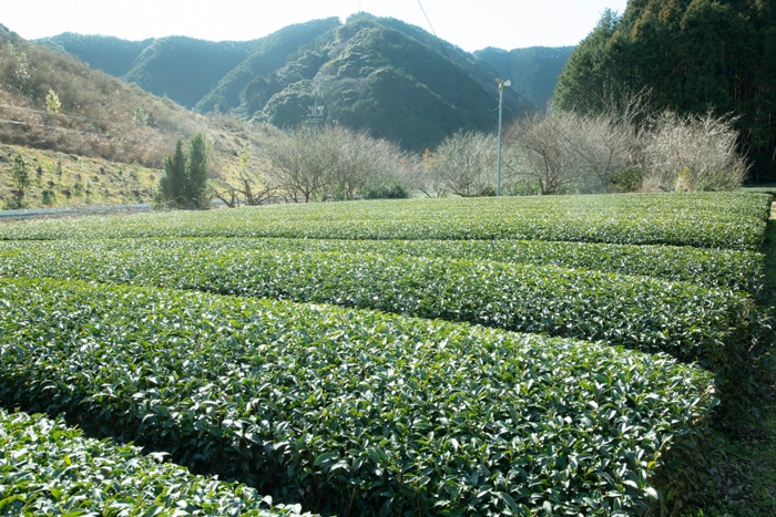 山に囲まれた茶畑で様々な品種を栽培