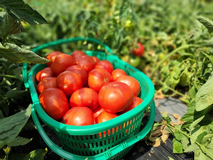 信州産トマト イメージ