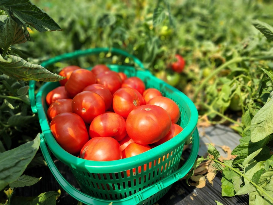 信州産トマト イメージ