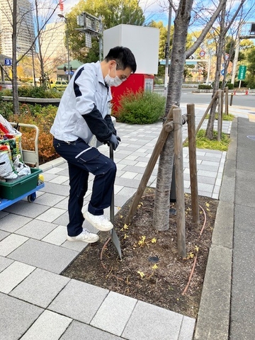 i-Mallの桜の木々の根元に散布していきます