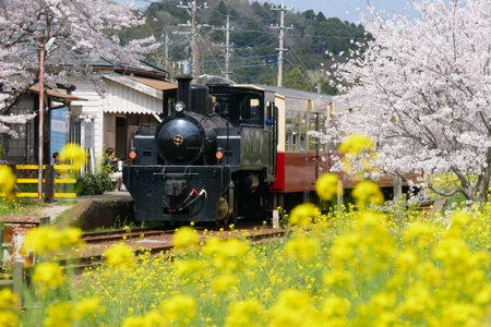 ベストシーズン到来！ 菜の花満開の千葉・小湊鐵道沿線を遊び尽くそう