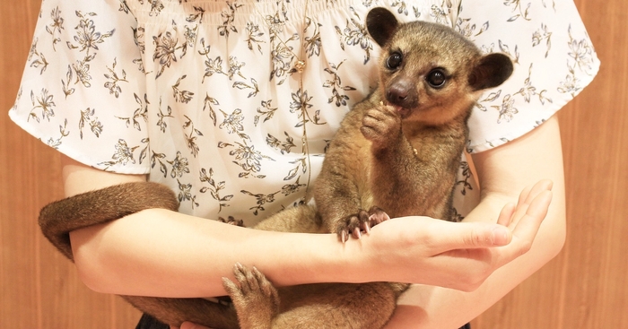 甘えん坊のキンカジュー♪一度会うとやみつきになること間違いなし!