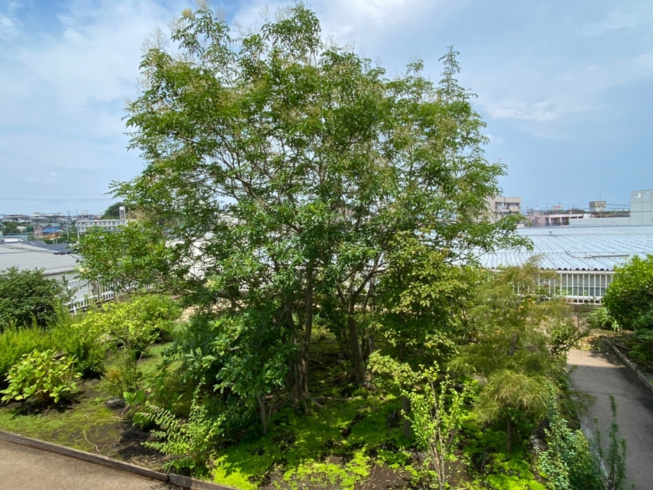 わずか10cmの基盤で屋上に5mの樹木が育つ