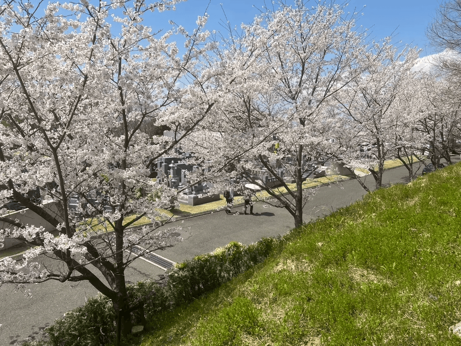 マイ古墳（家族古墳墓）周辺 桜並木の様子