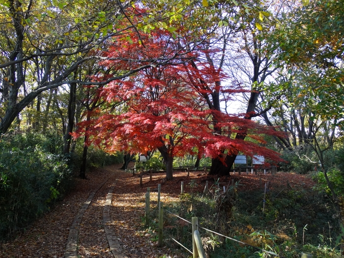 紅葉の写真①