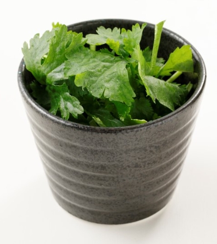 食べやすい国産パクチー