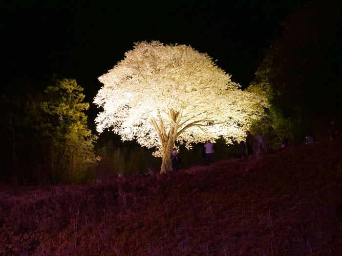 月光桜・大月町