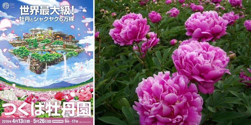 世界最大級の牡丹園「つくば牡丹園」が4月13日(土)より開園！ 新元号「令和」を花の名前に命名