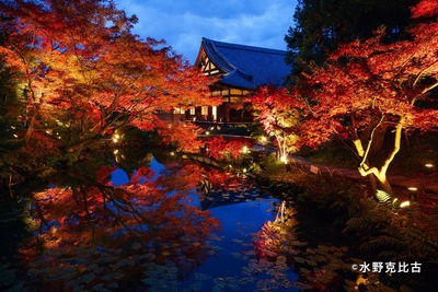 金戒光明寺 紅葉ライトアップ