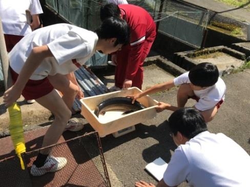 チョウザメの体重測定の様子