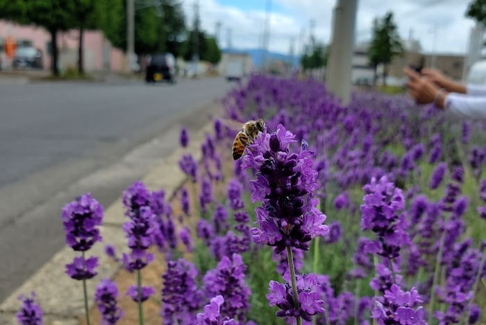 青森県弘前市のラベンダーの花にやってきたミツバチ