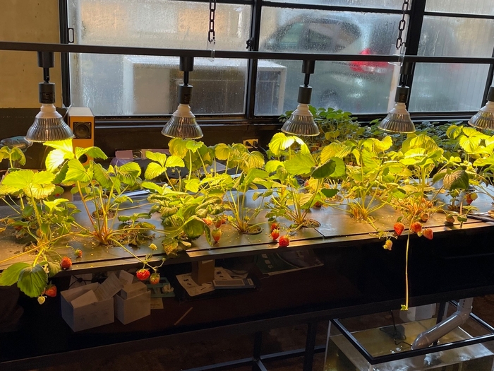 イチゴ水耕栽培装置