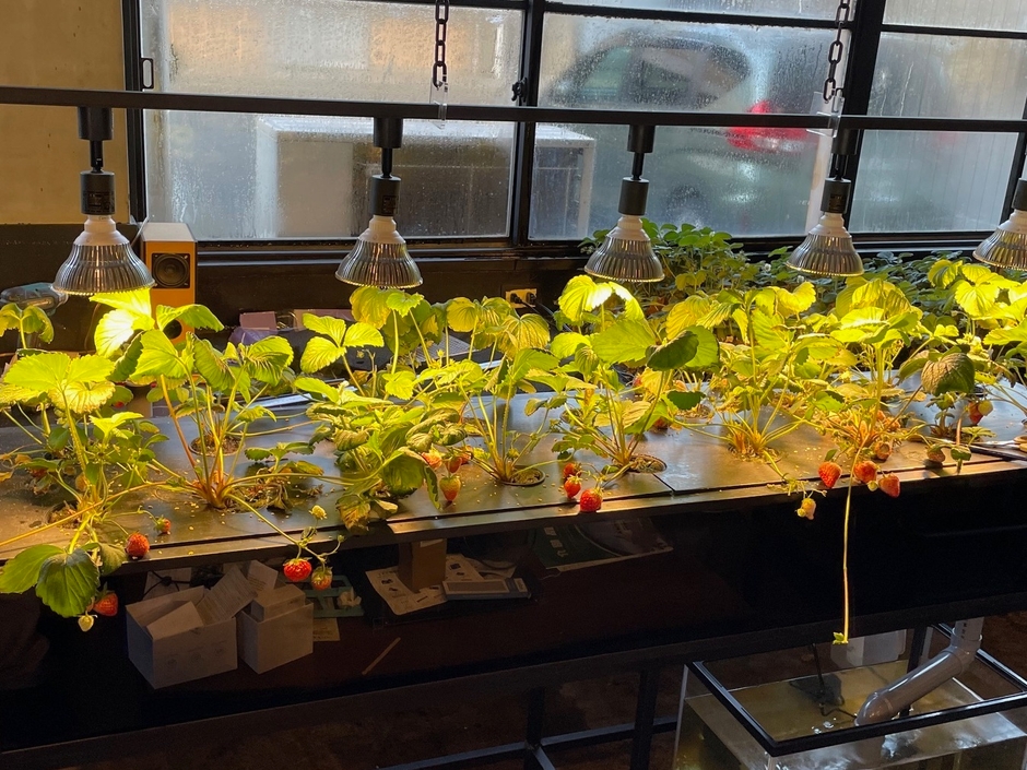 イチゴ水耕栽培装置