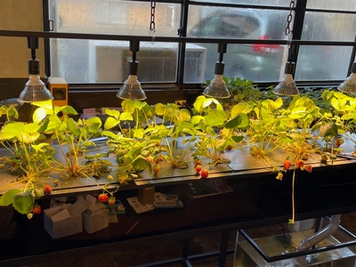 イチゴ水耕栽培装置
