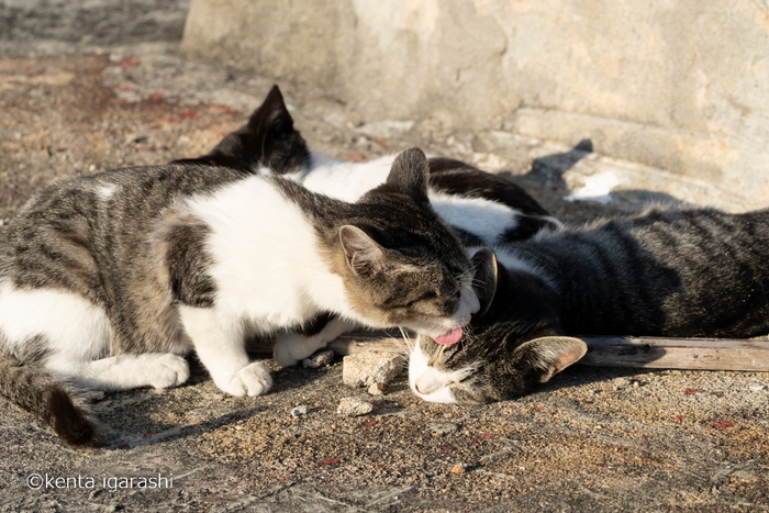 毛繕いする猫2