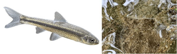 琵琶湖の重要水産魚種　ホンモロコ（左）、ヤナギの根に産み付けられたホンモロコの卵（右）