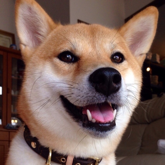 中型犬モデル かえで(2)