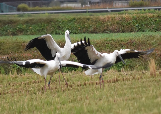 兵庫県鳥コウノトリの巣塔を校内に建設したい！ 加古川市立神野小学校 創立150周年記念プロジェクト クラウドファンディングを開始 【募集】2022年9月30日まで／ クラウドファンディングサイト「CAMPFIRE」にて募集