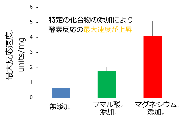 図4. フマル酸およびマグネシウム添加時のリンゴ酸脱水素酵素(MDH)の最大反応速度(Vmax)
