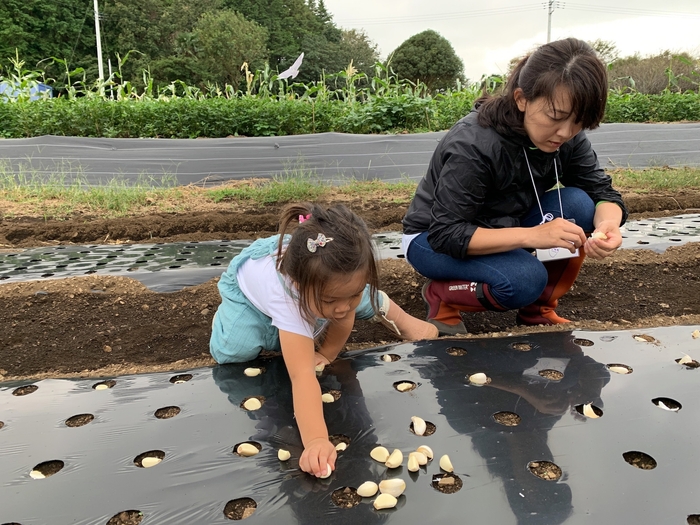 にんにくの種植え体験(2)