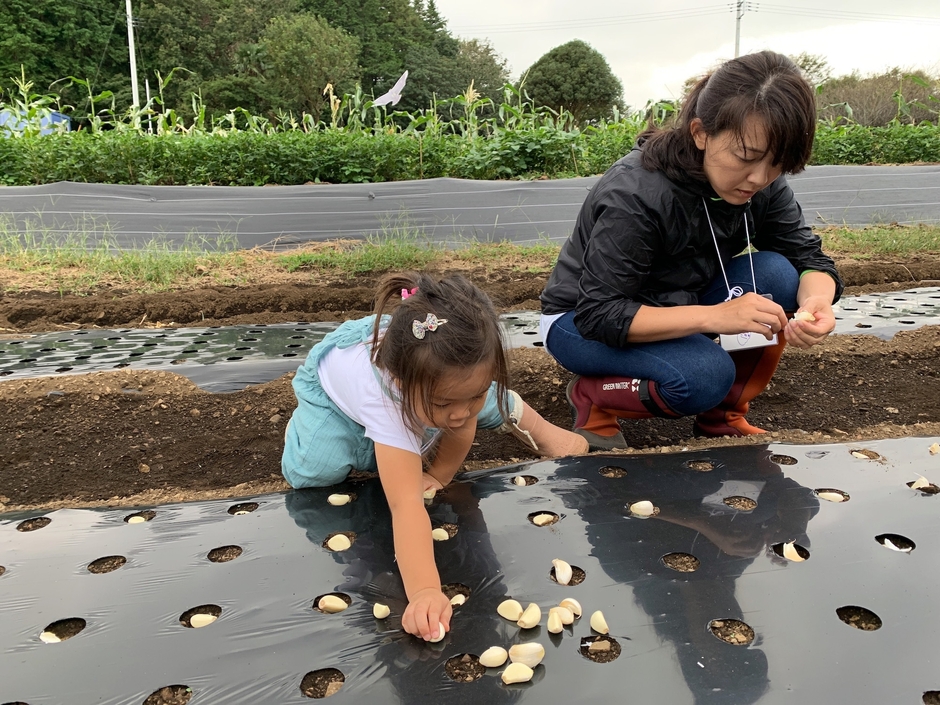 にんにくの種植え体験(2)
