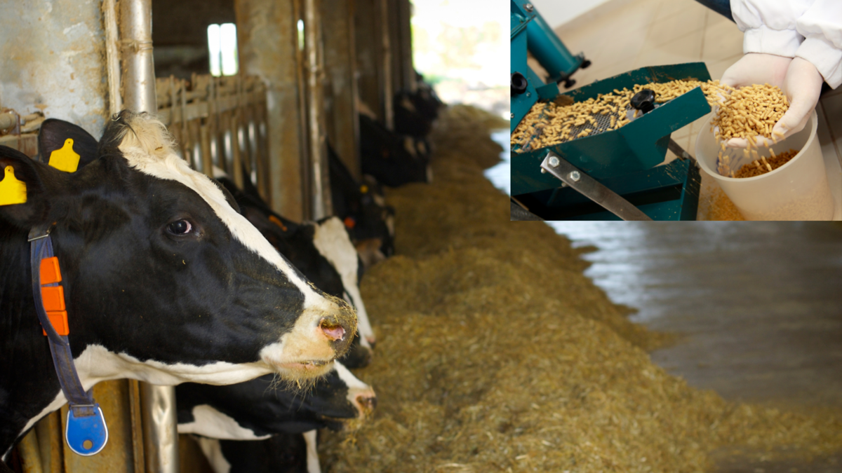 動物飼料用酵素の市場規模は2026年までに18.8億米ドルに達する見込み｜CAGR 7.3%