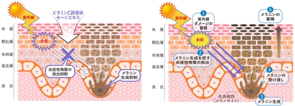 図1：ビタミンC誘導体とセージエキスのシミ抑制メカニズム（左）　図2：シミができるメカニズム（右）