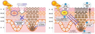 ＜国際学術誌「PLOS One」に掲載＞ビタミンC誘導体・セージエキスに関する新知見　～シミの一因"慢性炎症"を防ぐ世界初のシミ対策～