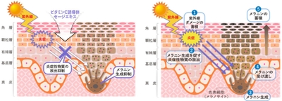 図1:ビタミンC誘導体とセージエキスのシミ抑制メカニズム(左) 図2:シミができるメカニズム(右)