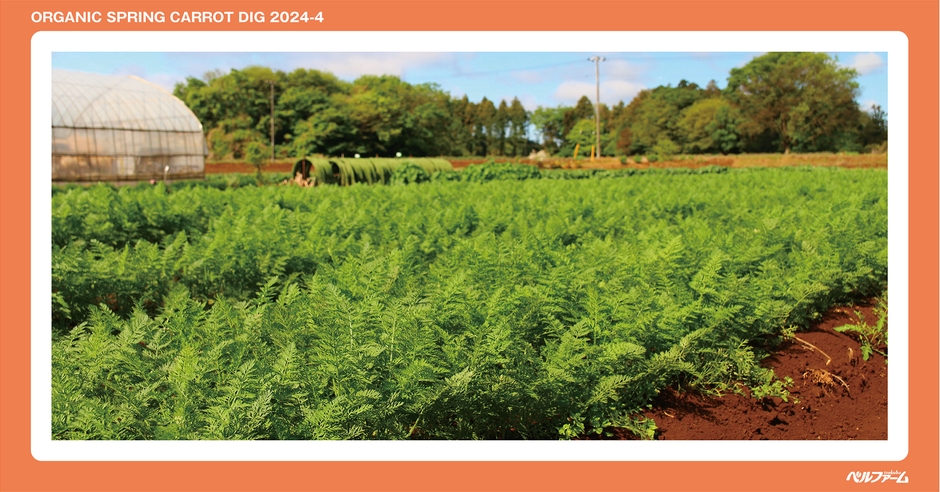 有機春にんじん収穫体験イベントイメージ画像②