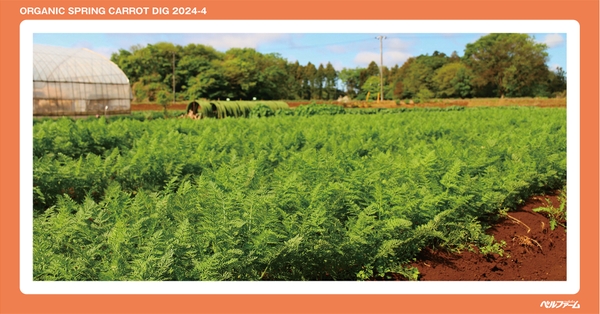 有機春にんじん収穫体験イベントイメージ画像②