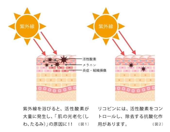 紫外線からお肌を守る「リコピン」