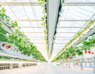 「the BERRY YOKOHAMA」が12月13日より　 今シーズンのいちご狩りを開始！　 昨季11,448名来場の人気いちご狩り、年末年始も特別営業