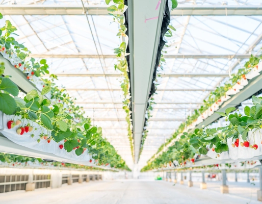 「the BERRY YOKOHAMA」が12月13日より　 今シーズンのいちご狩りを開始！　 昨季11,448名来場の人気いちご狩り、年末年始も特別営業