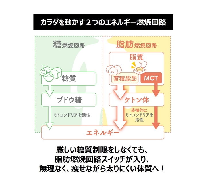 脂肪燃焼回路のスイッチを押すMCT