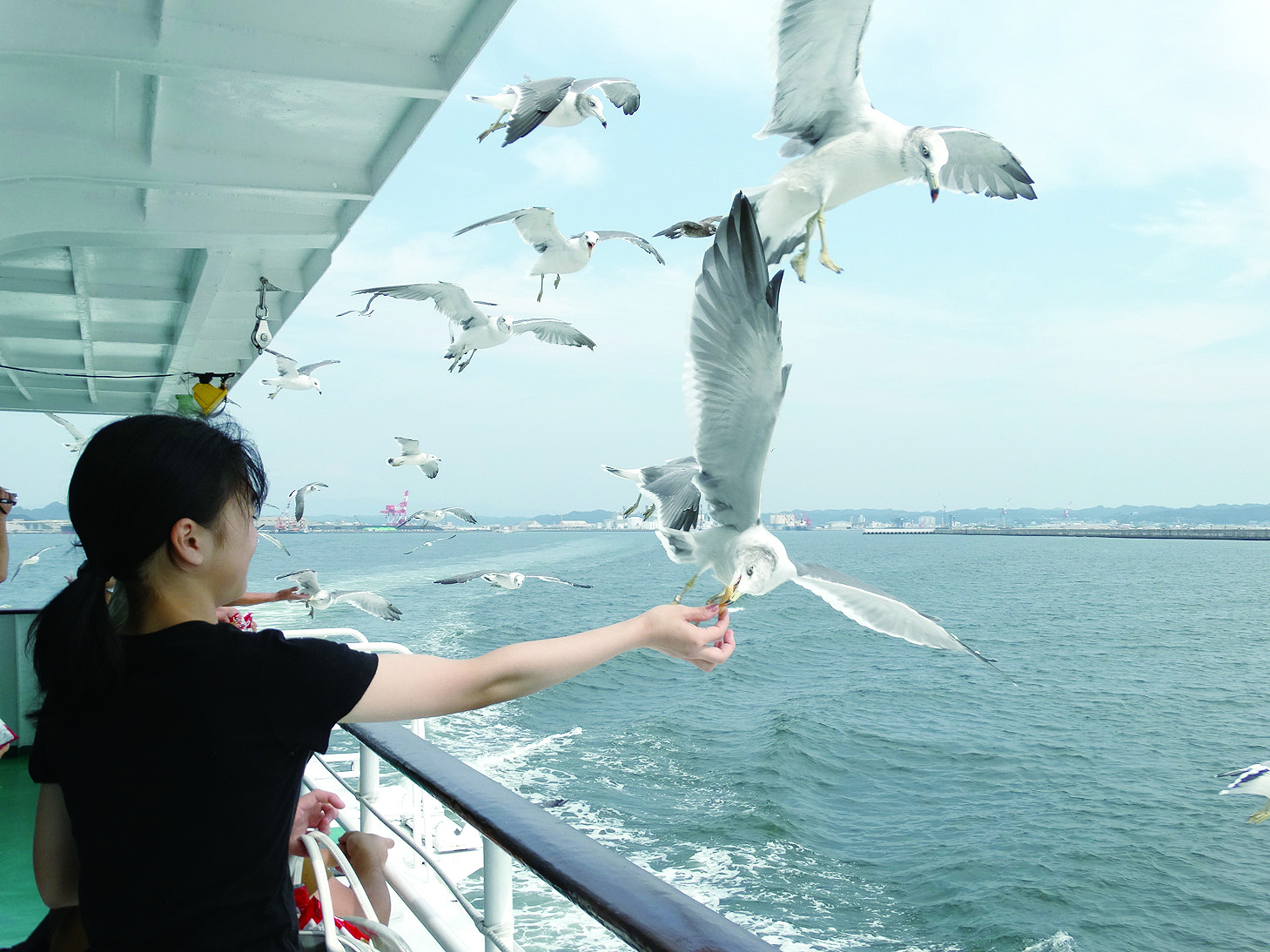カモメの餌付けイメージ
