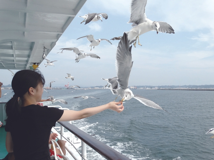 カモメの餌付けイメージ