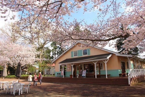 もちろん、昼のお花見もおススメ