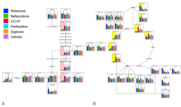 図2 代謝パスウェイ解析の結果（A：解糖系、B：TCA回路）　｜　青色と緑色で示す呼吸鎖複合体阻害（ロテノンおよびネファゾドン）は、解糖系（A）において、グルコース6リン酸からピルビン酸までの経路（Aの赤色背景の箇所）および TCA回路等（Bの黄色背景の箇所）で低値を示した。一方、脱共役（CCCP）はTCA回路の一部（Bの黄色背景の一部）で高値を示した。