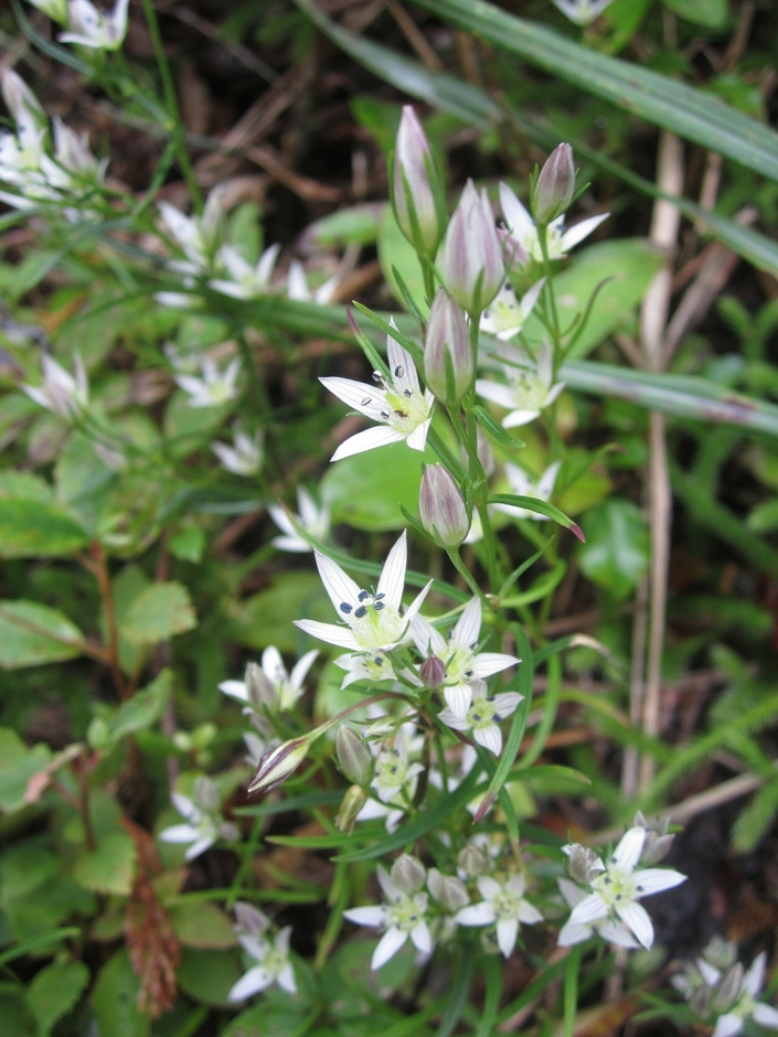 日本三大薬草・センブリ
