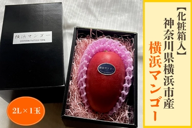 横浜市産の完熟マンゴー「横浜マンゴー」をＪＡタウンで販売中！