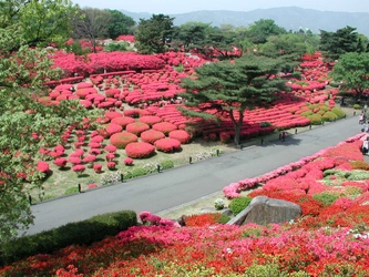 静岡県伊東市「小室山公園つつじ観賞会」4/15(土)～5/7(日)開催　 ～小室山公園を彩る真っ赤な絨毯～