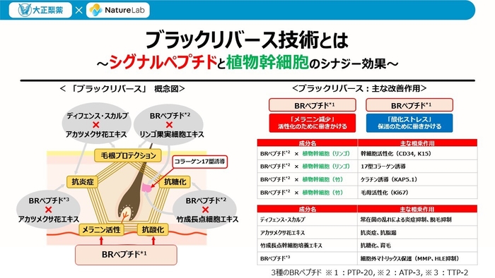 ブラックリバースペプチド1とその作用 講演スライド