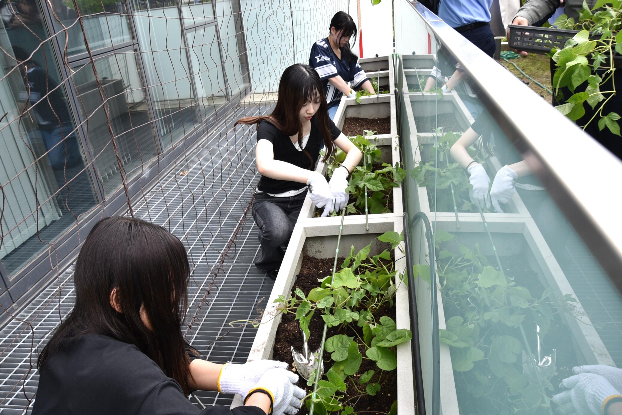【名城大学】経済学部の学生と中部電力との連携事業 「緑のカーテンプロジェクト」でアサガオの苗を植える