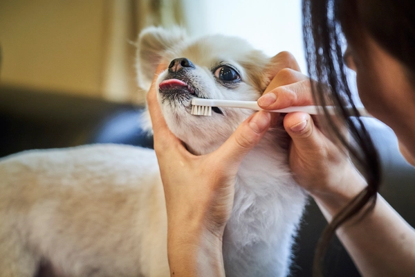 ワンちゃんもうっとり、柔らかいブラシでお口のマッサージ！ 日本初、天然毛を使ったペット用歯ブラシが人気