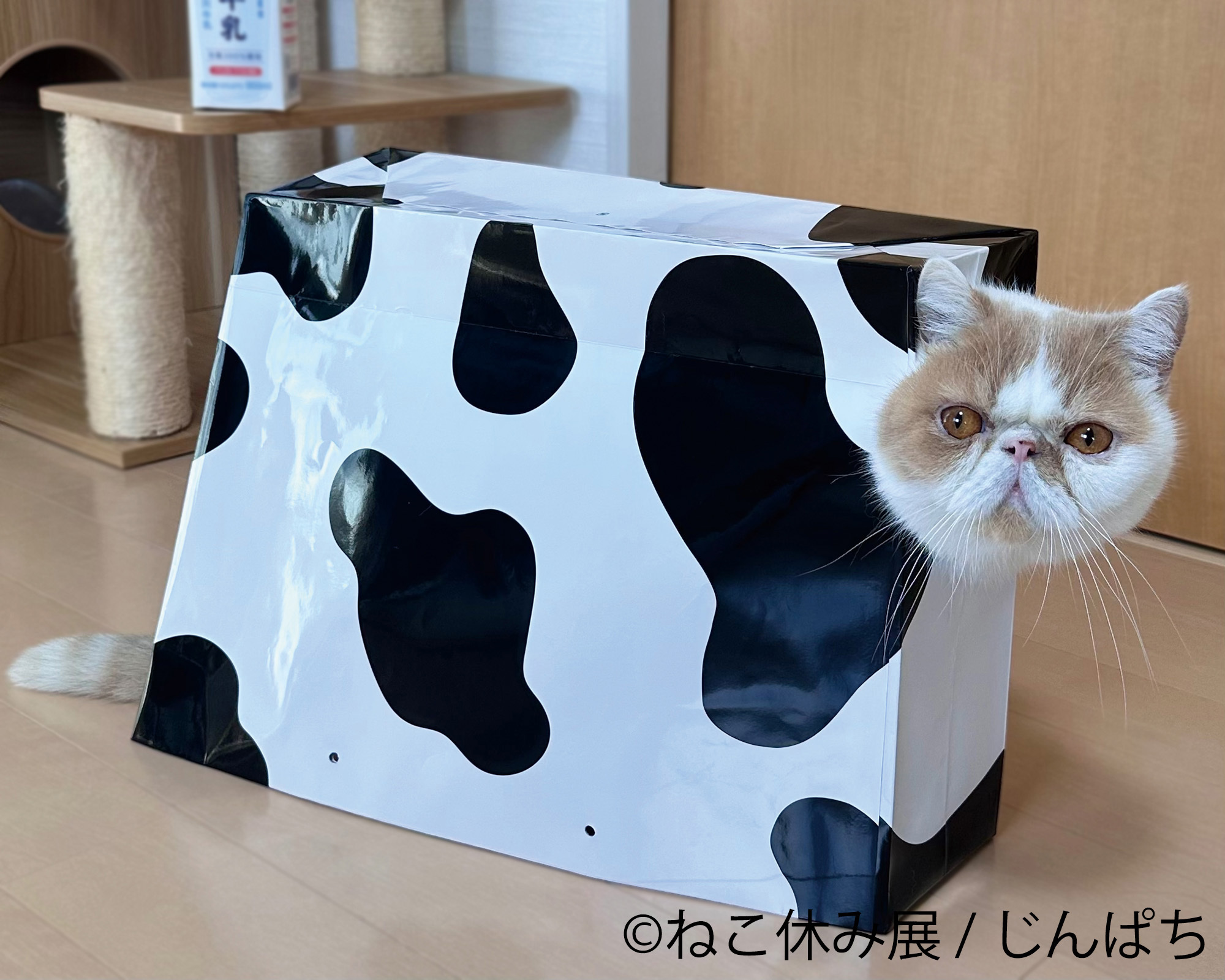 猫まみれ”で癒される！人気スター猫の新作＆限定グッズが集結 200万人