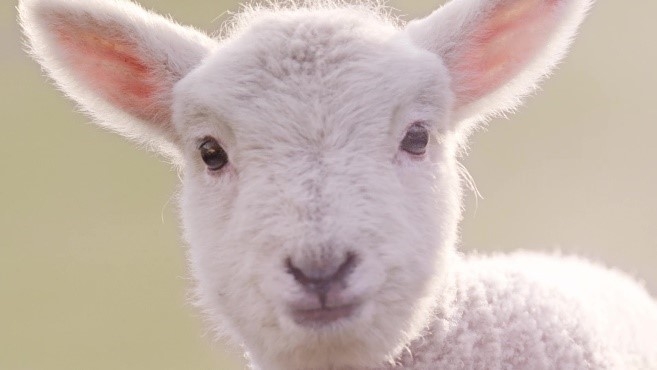 アニマル・フレンズ3